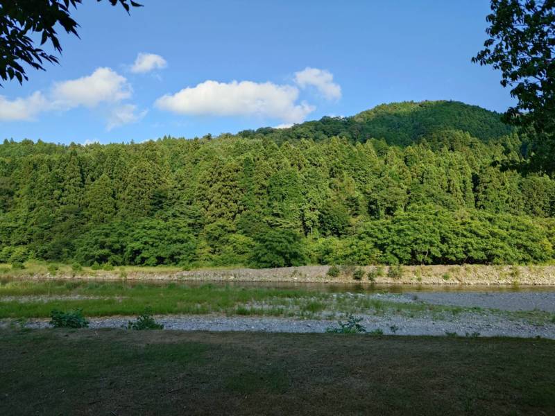 滋賀県安曇川朽木で友釣りの鮎釣果