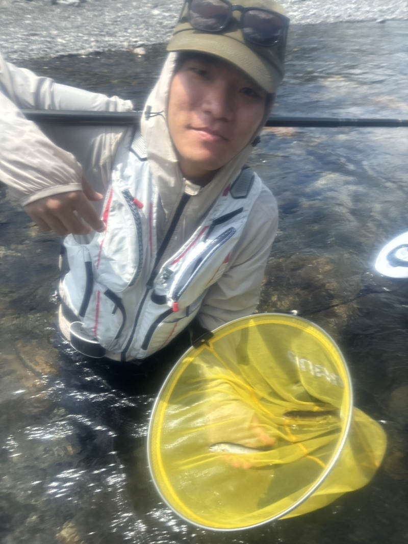 滋賀県安曇川朽木で友釣りの鮎釣果