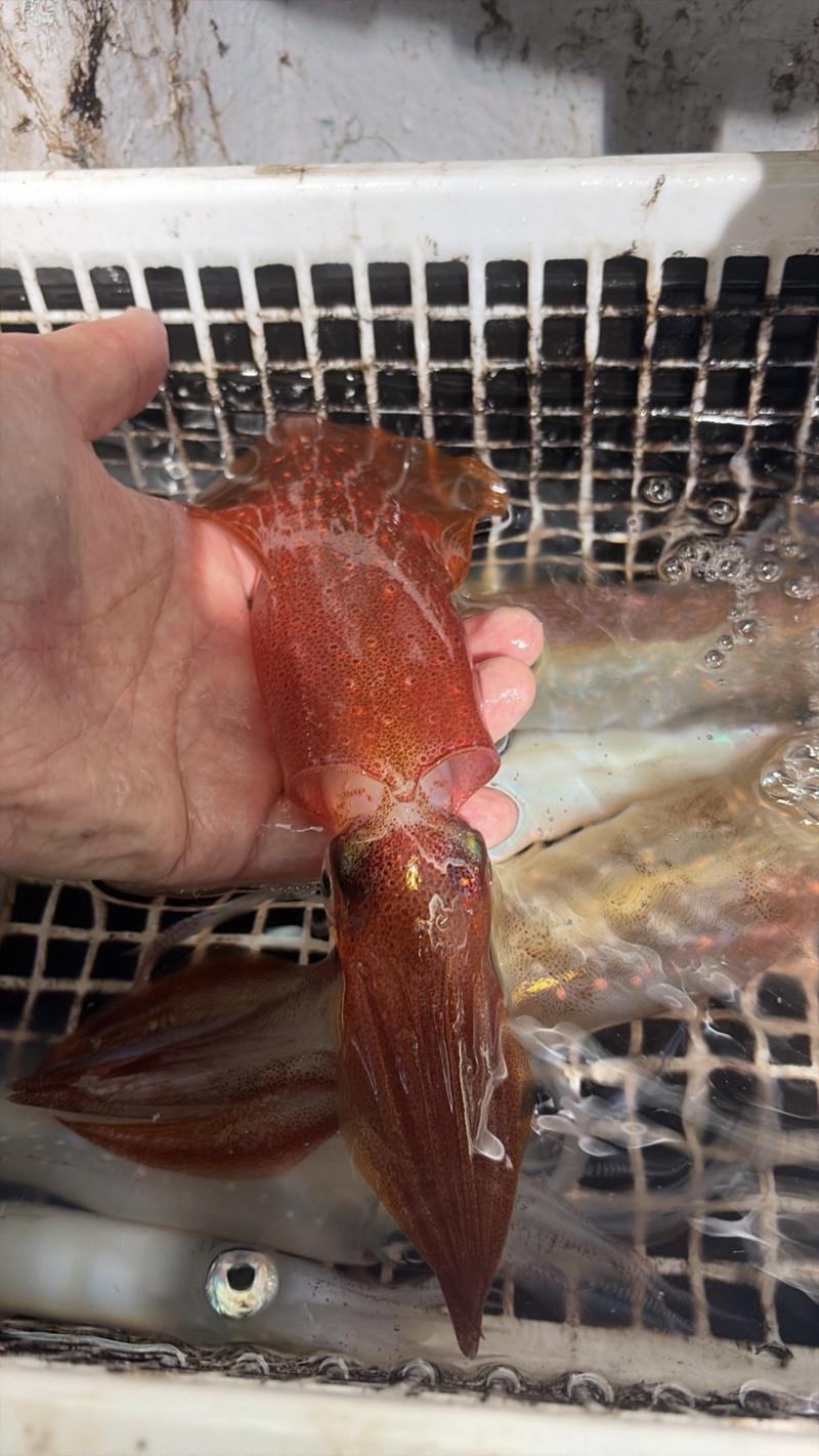 福井小浜【宙丸(そらまる)】イカメタルでケンサキイカ釣果