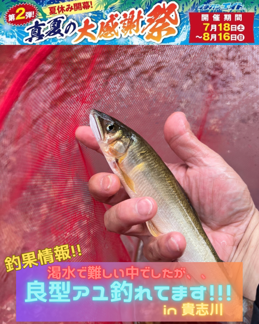  和歌山県「貴志川」にて鮎の友釣り釣果