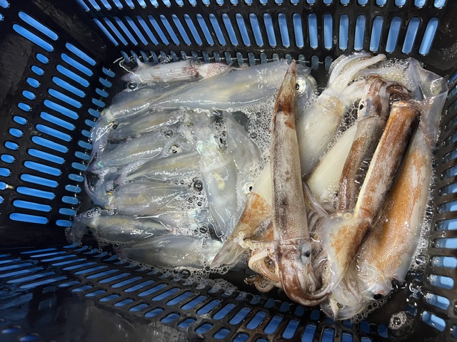 和歌山県田辺【海凰丸】イカメタルでアカイカ釣果