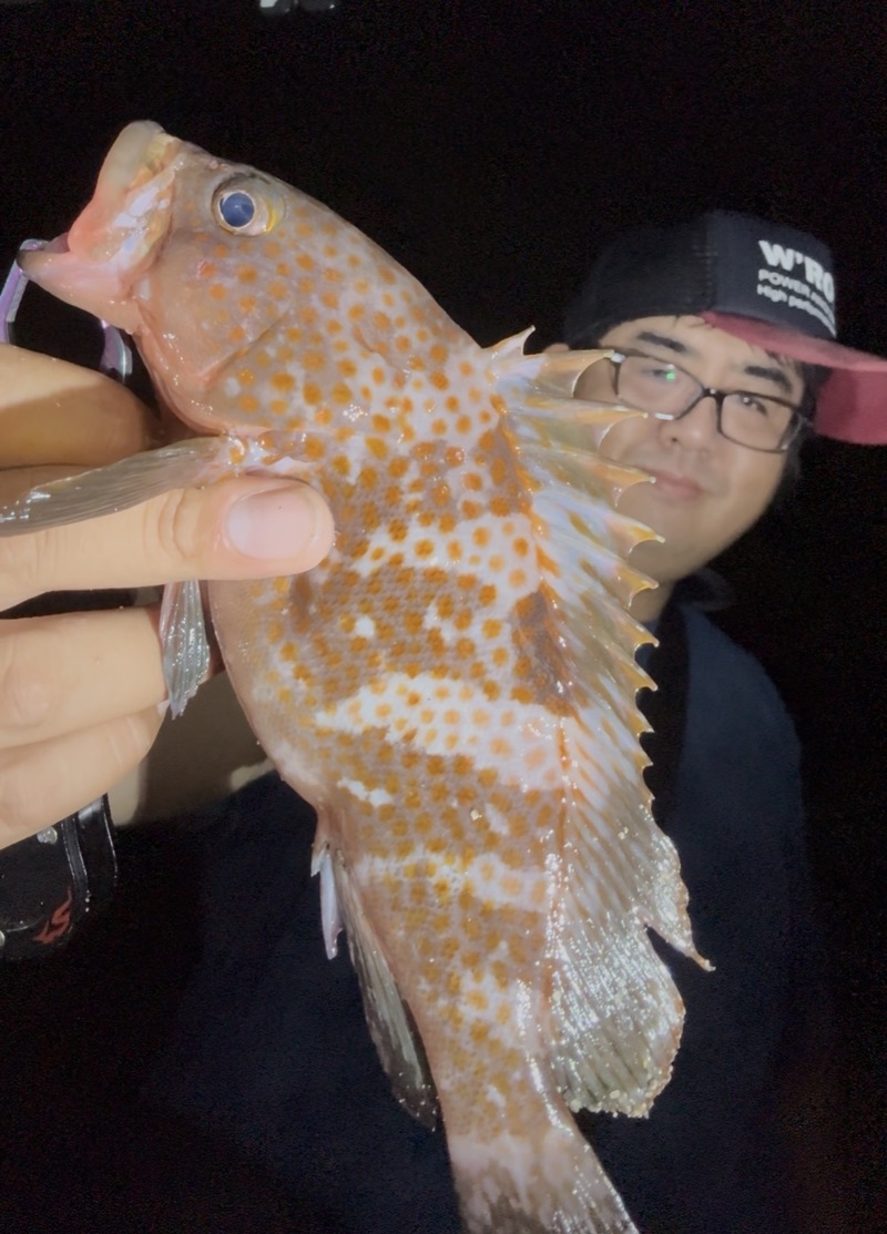 兵庫県姫路エリアのルアーでアコウ釣果