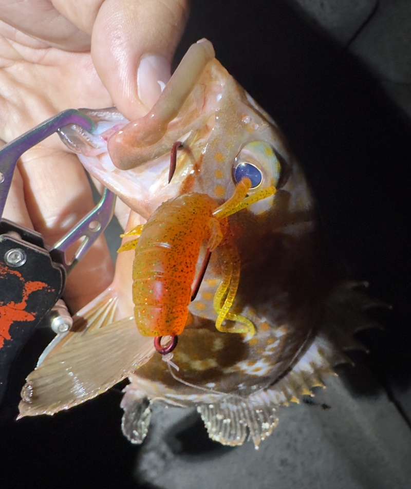 兵庫県姫路エリアのルアーでアコウ釣果