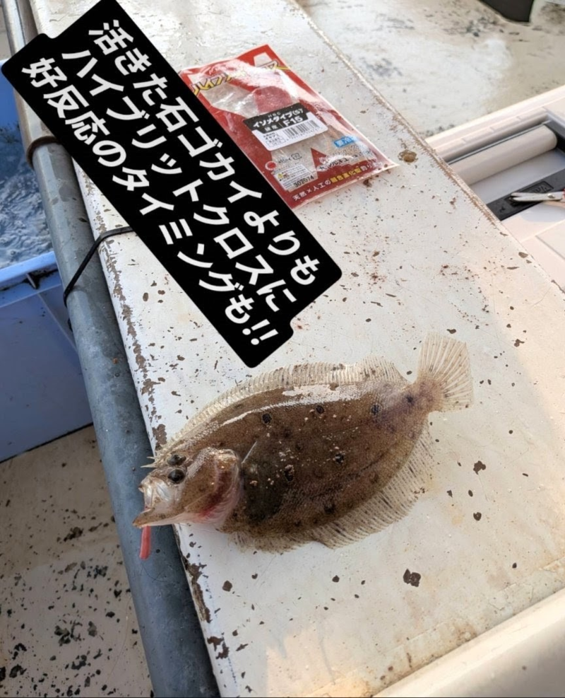 兵庫県須磨沖「大ちゃん丸」キス釣果