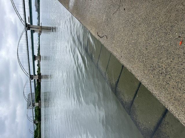 大阪府淀川河川公園枚方大橋岸からのオイカワ釣果