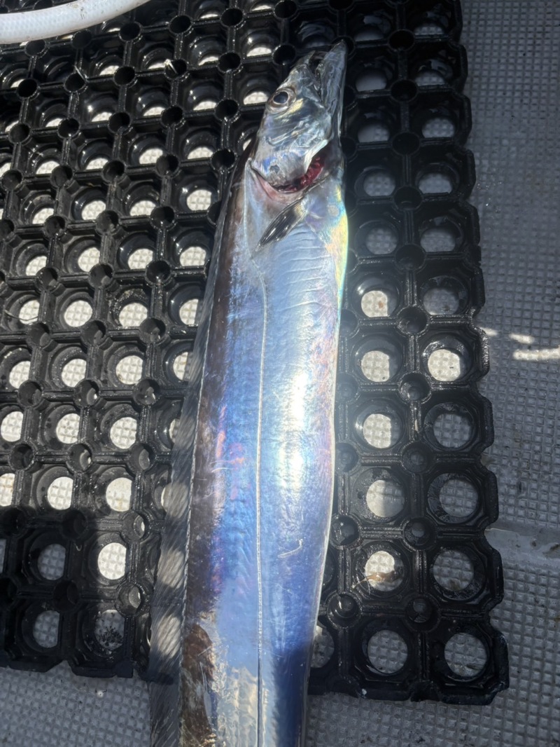 三重県鳥羽KAIEIMARUテンヤでタチウオ釣果