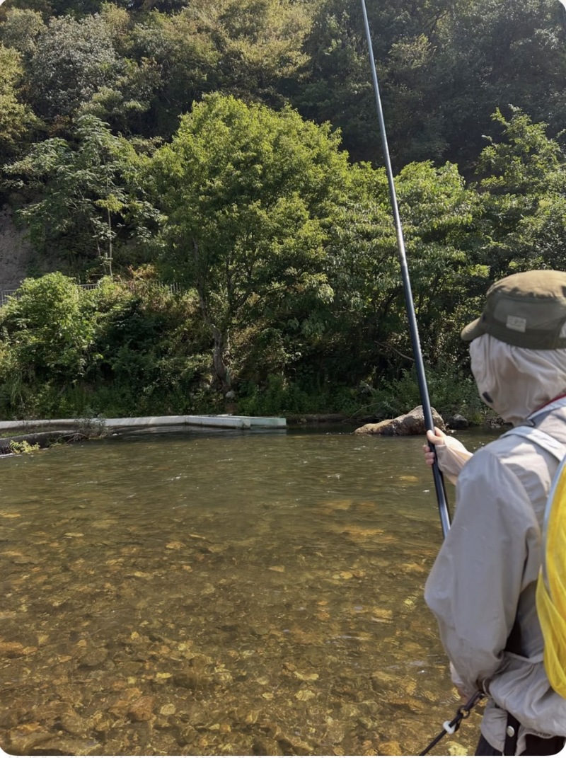 福井県日野川の友釣りで鮎釣果
