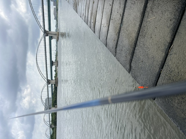 大阪府淀川河川公園枚方大橋岸からのオイカワ釣果