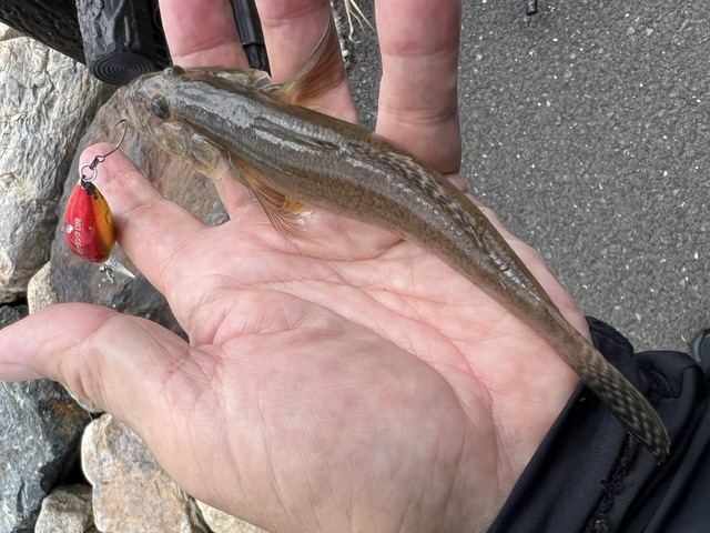 福井県久々子湖でルアー釣りでのハゼ釣果
