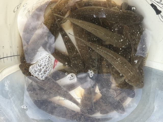 福井県久々子湖でルアー釣りでのハゼ釣果