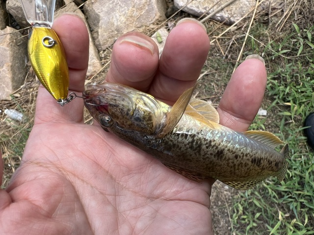 福井県久々子湖でルアー釣りでのハゼ釣果