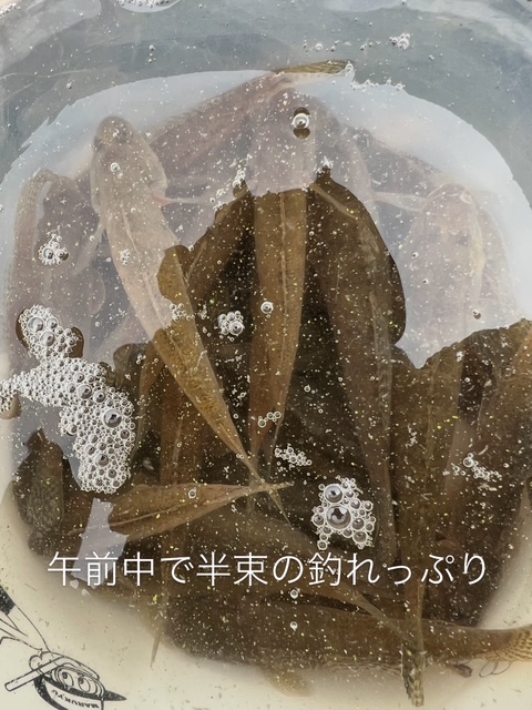 福井県久々子湖でルアー釣りでのハゼ釣果