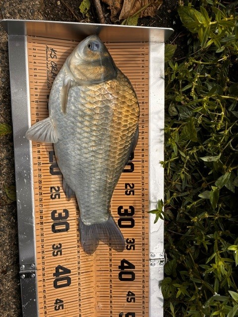 奈良県上津ダム ヘラブナ釣果