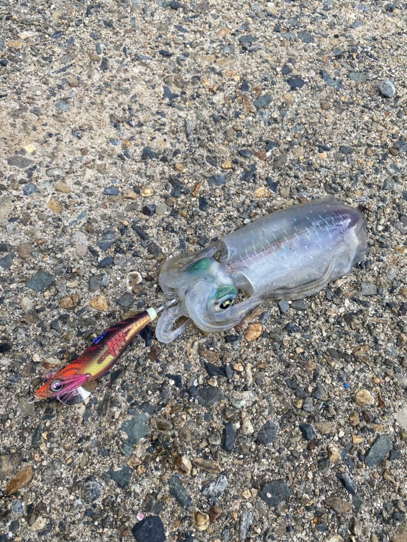 京都府宮津市エギングでアオリイカ釣果