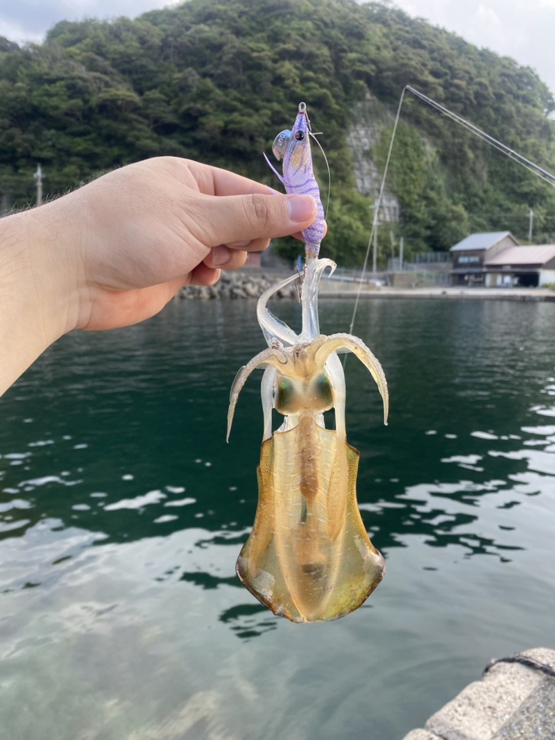 京都府宮津市エギングでアオリイカ釣果