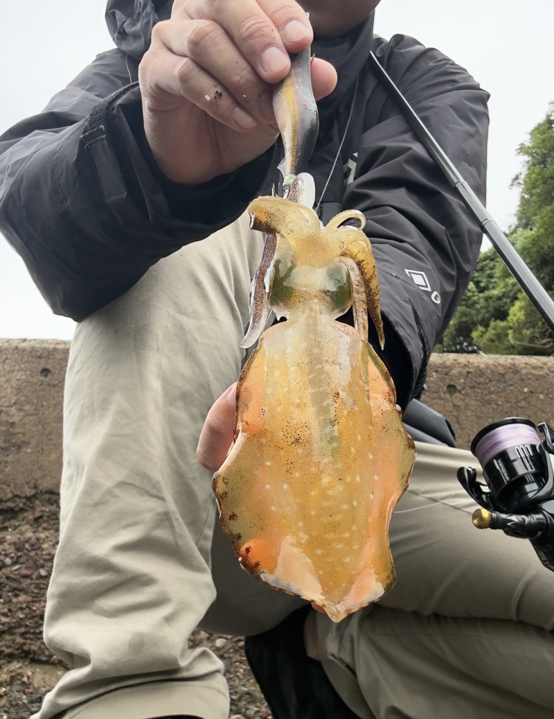 雨でもエギングはできます!