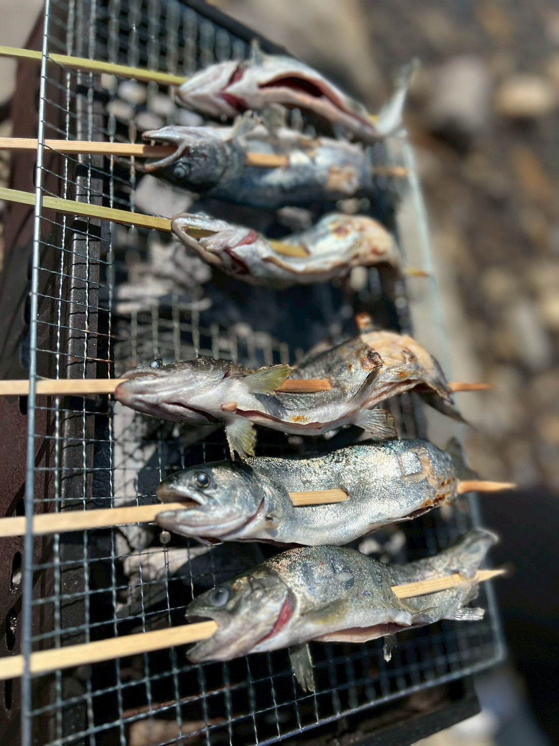 歓声とともに味わう、“いのち”のひととき