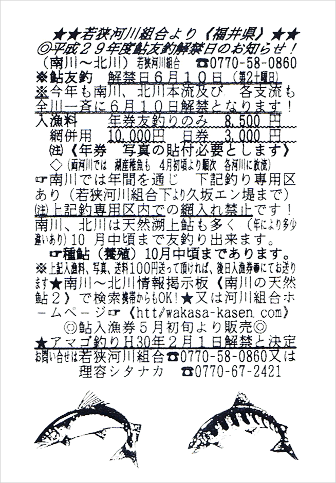 南川、北川の若狭河川より鮎解禁のお知らせ