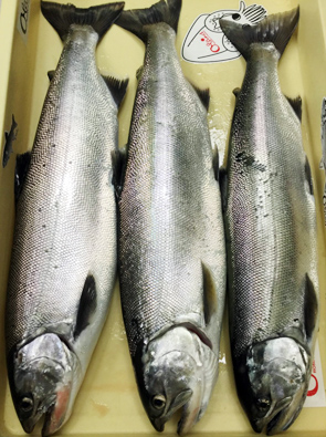 2017年7月2日　琵琶湖ビワマストローリング体験報告